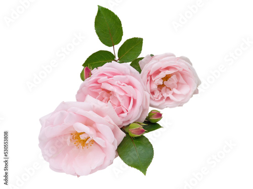 Three pastel pink rose flowers and buds isolated transparent png