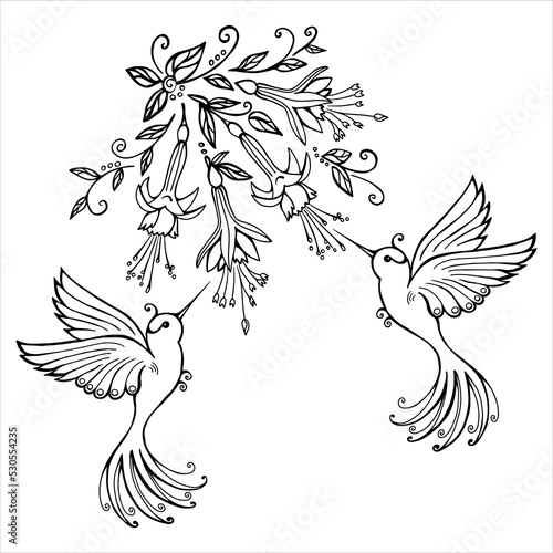 Hummingbirds, flying with fuchsia flowers, drink nectar, vector, isolated on white background