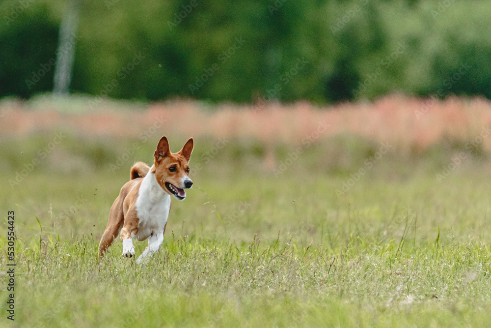 Basenji dog lifted off the ground during the dog racing competition running straight into camera