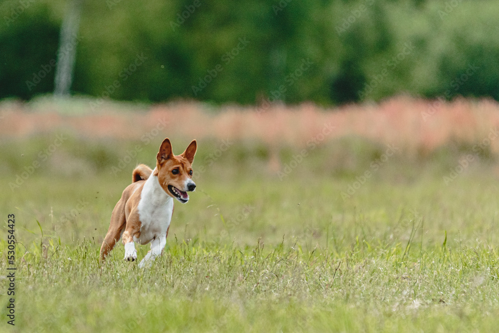 Basenji dog lifted off the ground during the dog racing competition running straight into camera Basenji dog lifted off the ground during the dog racing competition running straight into camera
