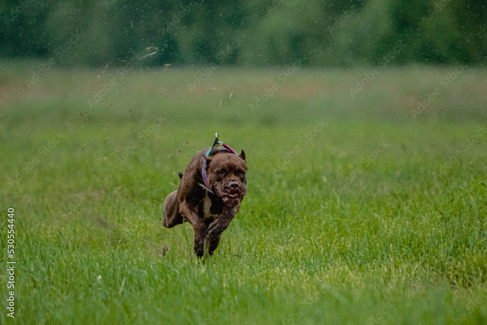 Pit Bull Terrier running fast and chasing lure across green field at dog racing competion Pit Bull Terrier running fast and chasing lure across green field at dog racing competion