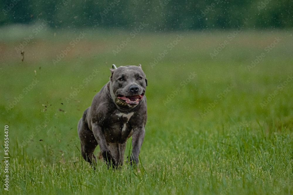 Pit Bull Terrier running fast and chasing lure across green field at dog racing competion Pit Bull Terrier running fast and chasing lure across green field at dog racing competion