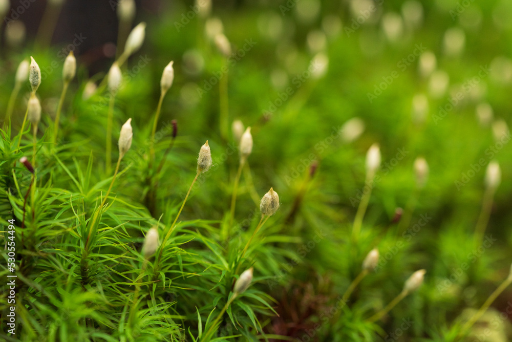 森に生えたコケの胞子 白駒池苔の森 森に生えたコケの胞子 白駒池苔の森