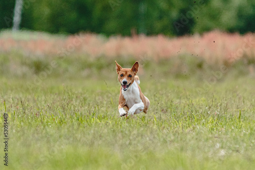 Basenji dog lifted off the ground during the dog racing competition running straight into camera