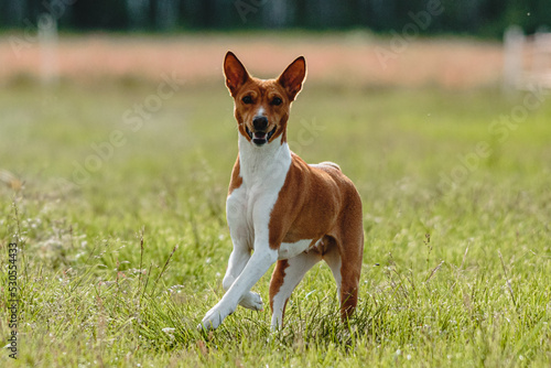 Basenji dog lifted off the ground during the dog racing competition running straight into camera