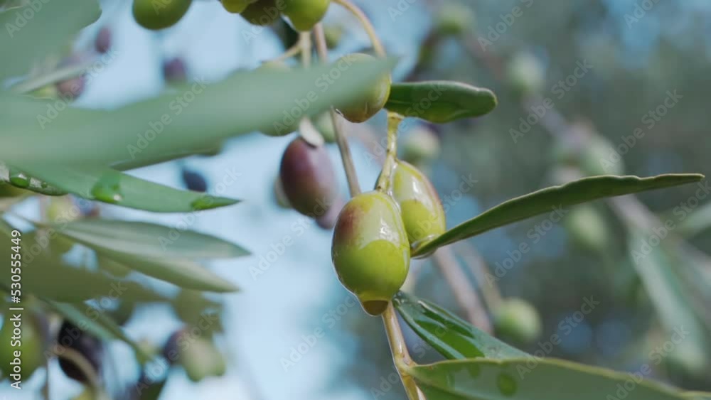 Fresh olive oil in beauty industry and cosmetology, golden olive oil dropping from the growing black and green olives to the ground. Olive oil production, benefits of seasonal harvest from olive trees Fresh olive oil in beauty industry and cosmetology, golden olive oil dropping from the growing black and green olives to the ground. Olive oil production, benefits of seasonal harvest from olive trees