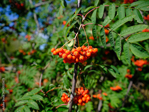 Wallpaper Mural Berries on a rowan tree. Summer hot day. Red berries on a mountain ash or rowan tree, Sorbus aucuparia. Torontodigital.ca