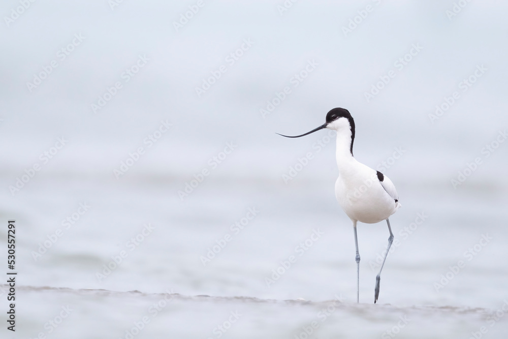 The pied avocet (Recurvirostra avosetta) at the river The pied avocet (Recurvirostra avosetta) at the river