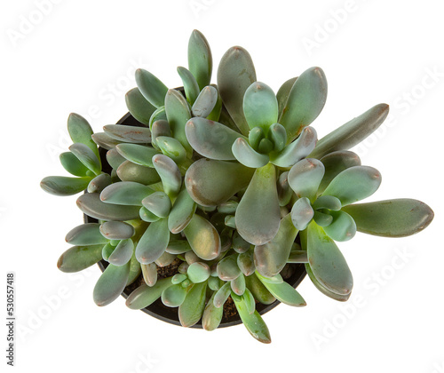 Echeveria haagai tolimanensis in a pot isolated on white background. Succulent plants. photo