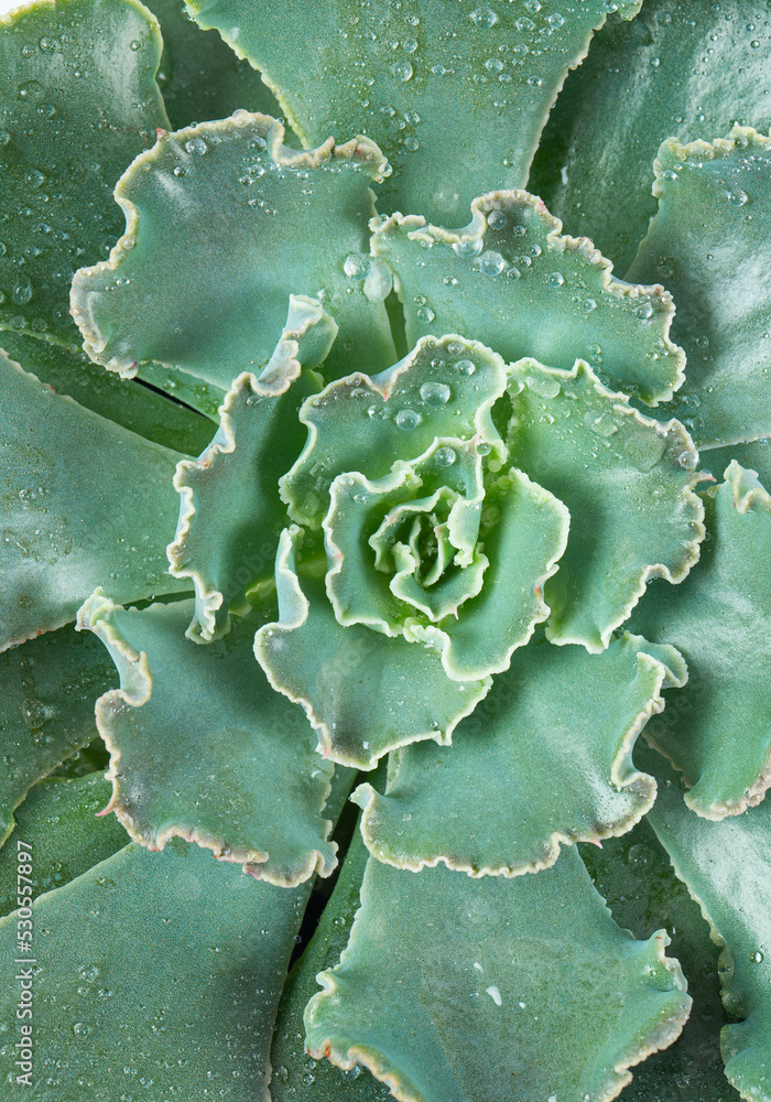 Echeveria curly locks isolated on white background. Stock Photo | Adobe  Stock