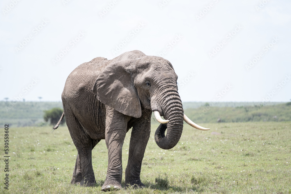 KENYA - HUMAN INTEREST - NAIBOSHO CONSERVATORY PARK