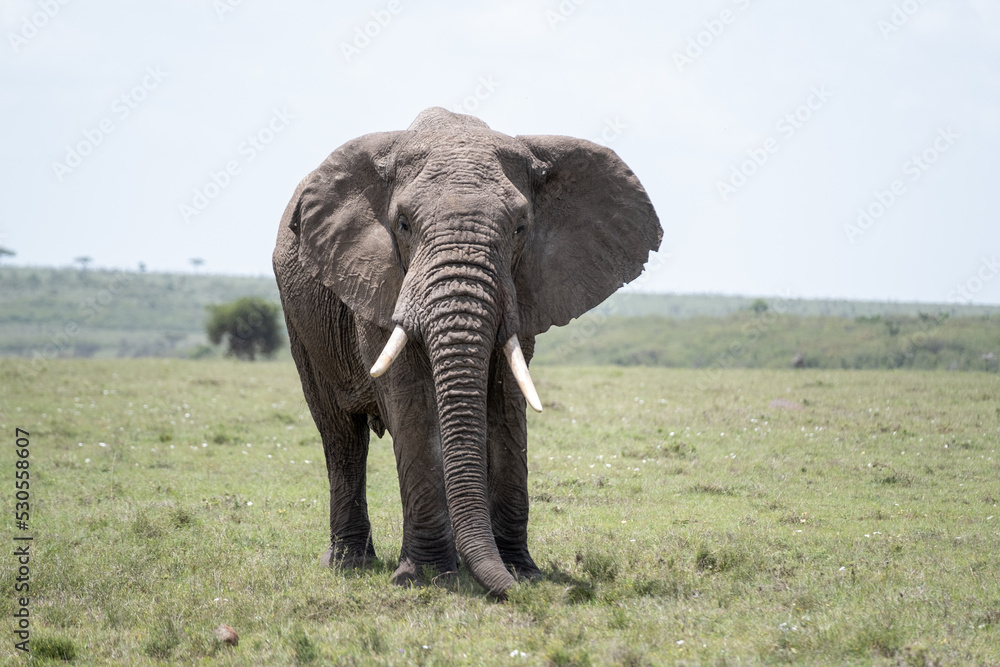 Fototapeta premium KENYA - HUMAN INTEREST - NAIBOSHO CONSERVATORY PARK