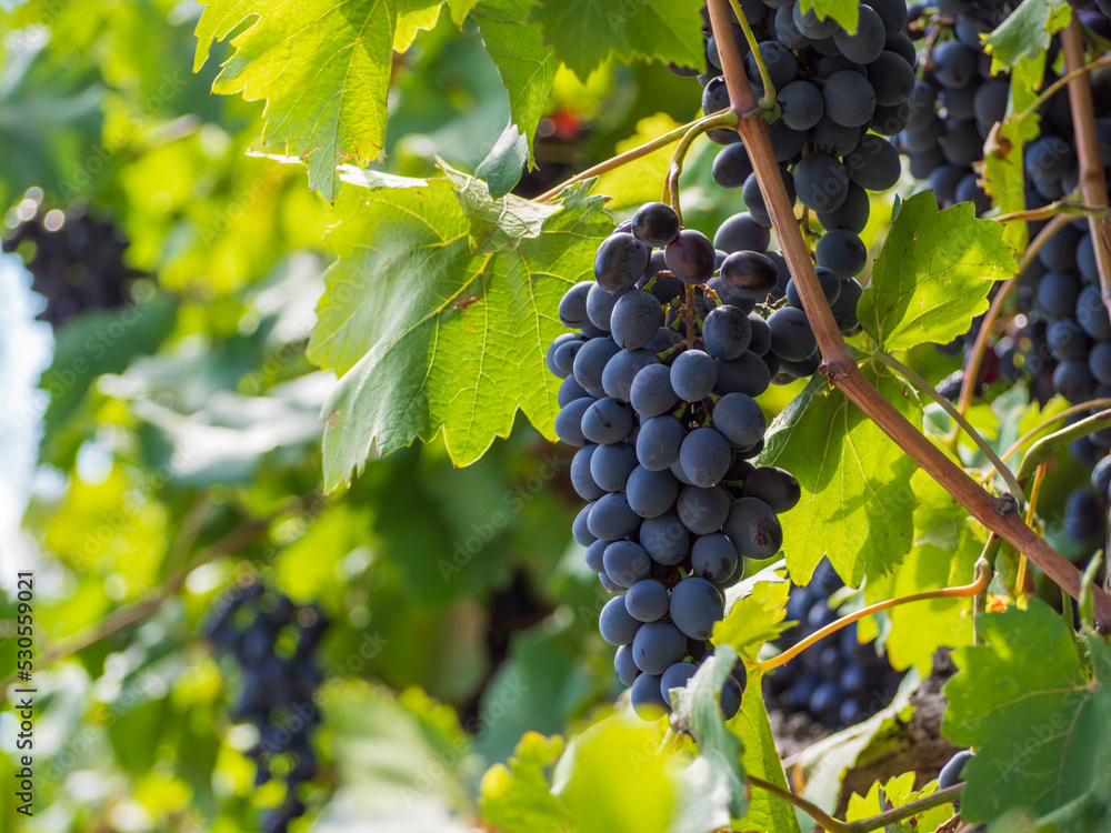 Close-up of bunches of ripe black grapes on a vine. Bunches of ripe black-and-blue grapes hang on a vine among the foliage
