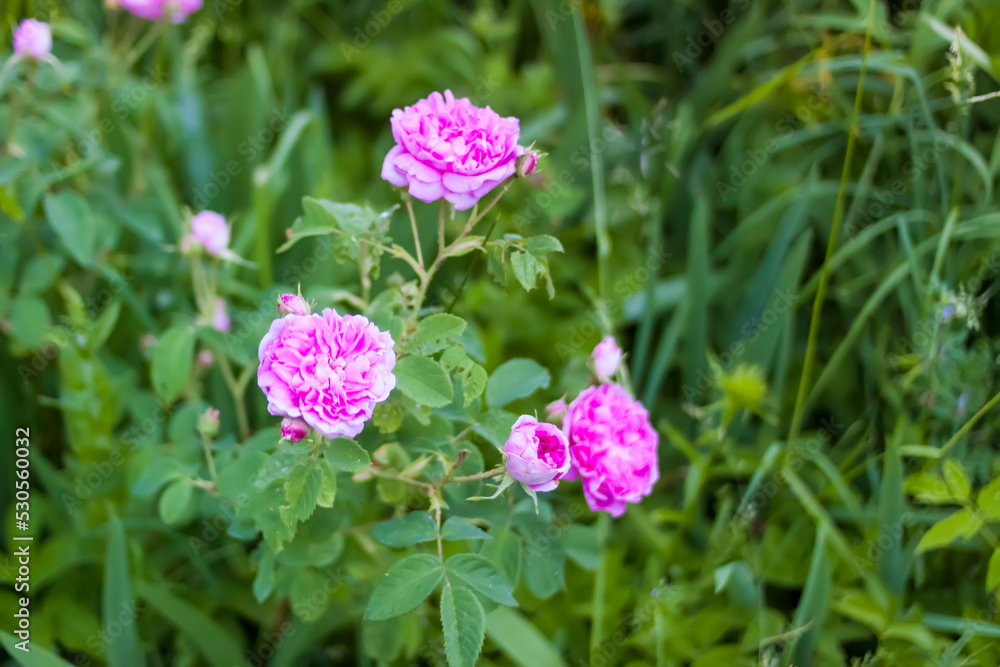 Pink roses. Beautiful garden flowers in flowering season. Pink roses. Beautiful garden flowers in flowering season.