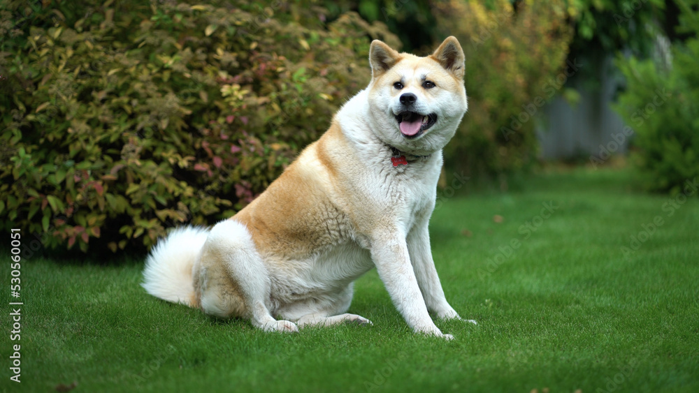 Akita inu sits on a green lawn and twists his head Akita inu sits on a green lawn and twists his head