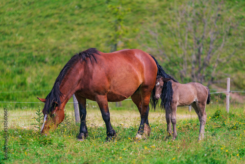 The horse (Equus ferus caballus) is a domesticated, one-toed, hoofed mammal. 