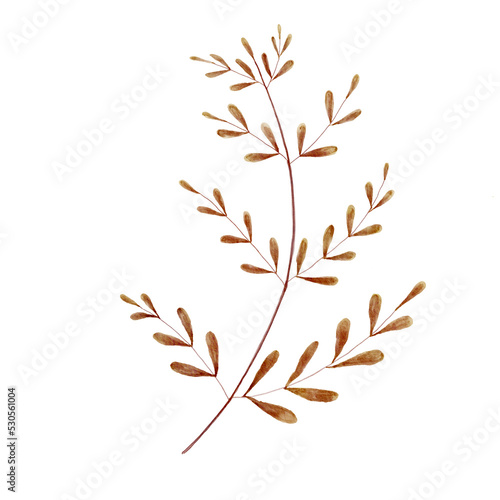 watercolor brown dry leaf branch paper painting 