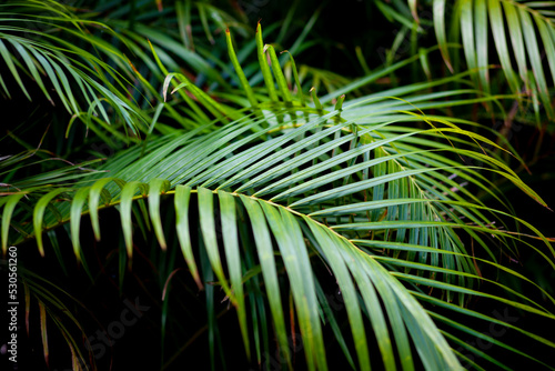 green palm leaves on a black background