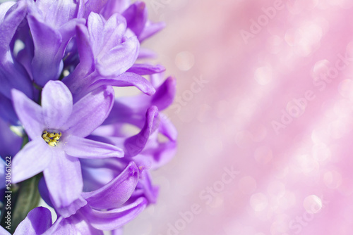 Hyacinth flower on a pale pink background