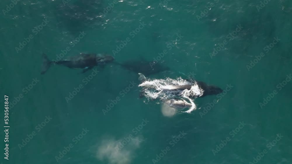 Aerial view above Humpback whales sprouting in clear blue waters of Mozambique - top down, drone shot Aerial view above Humpback whales sprouting in clear blue waters of Mozambique - top down, drone shot