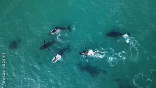 Aerial view above a group of whales in shallow waters of Africa - Megaptera novaeangliae photo