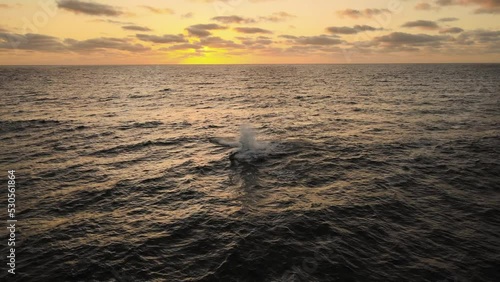 Aerial view of Humpback whales flippering on the sea, sunrise in Mozambique - Megaptera novaeangliae photo