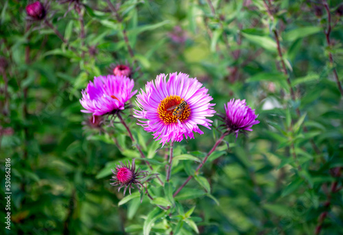 Blooming wild perennial chrysanthemums in the village.