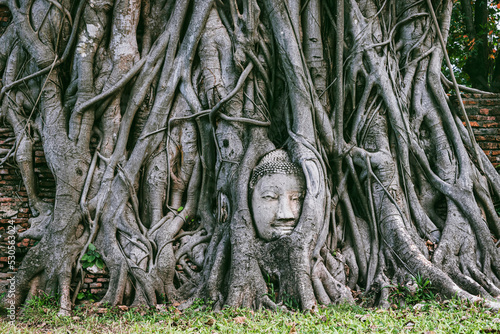 Stucco face of Buddha statue under root of Bodhi tree, in ancient site, Ayutthaya, Thailand