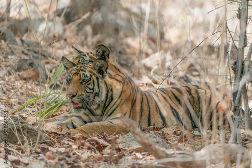 Tiger  Bengal Tiger  Panthera tigris Tigris   two subadult cubs in Bandhavgarh National Park in India.              