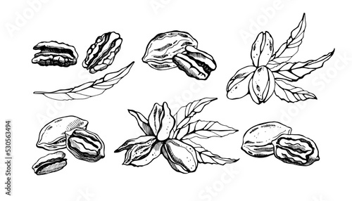 Set with pecan and leaves on a white background. Hand drawn vector illustration.