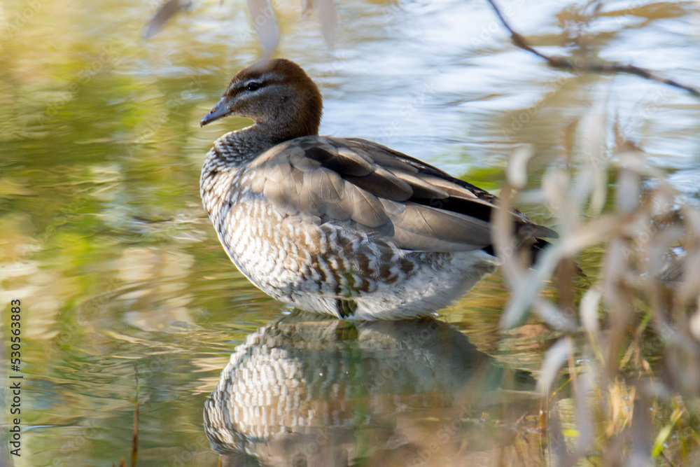 Obraz premium An Australian Wood Duck in shallow water