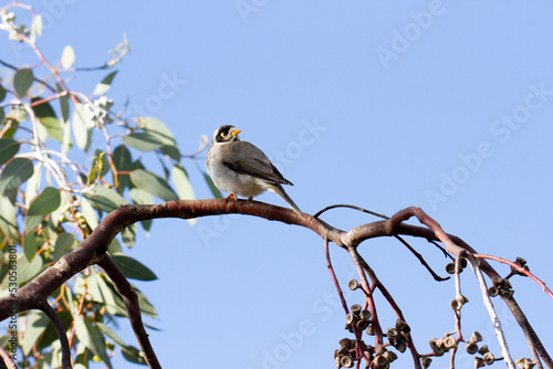 Australian noisy miner perched on a gum tree branch in the Winter sun facing left