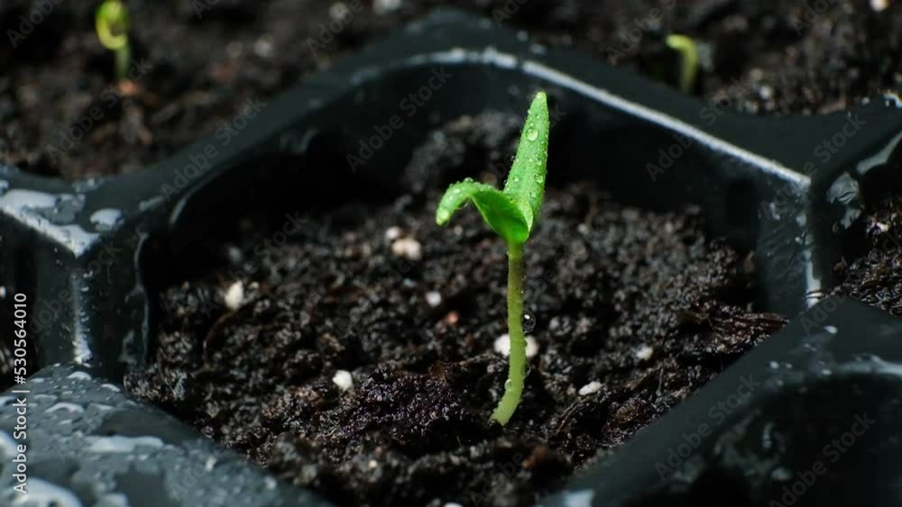 Growing peppers from seeds. Step 4 - first sprout, watering. Growing peppers from seeds. Step 4 - first sprout, watering.