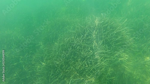 seagrass moves on the seabed 4k 30fps video photo