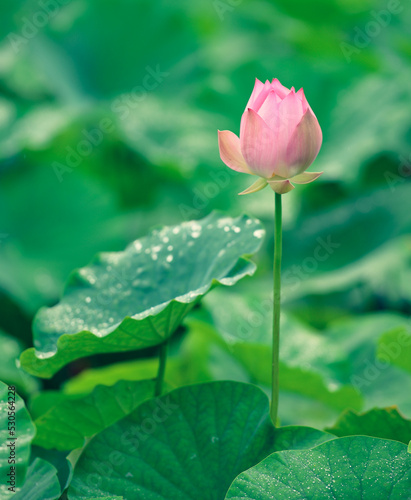 A lotus flower makes people feel elegant and the heat of summer disappears. Pink mixed with white petals. Large green leaves.