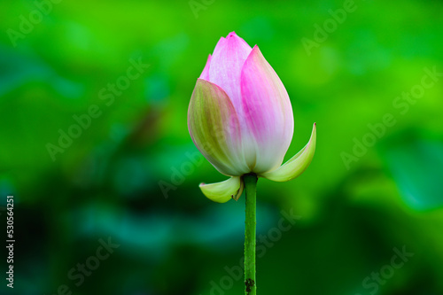 A lotus flower makes people feel elegant and the heat of summer disappears. Pink mixed with white petals. Large green leaves.