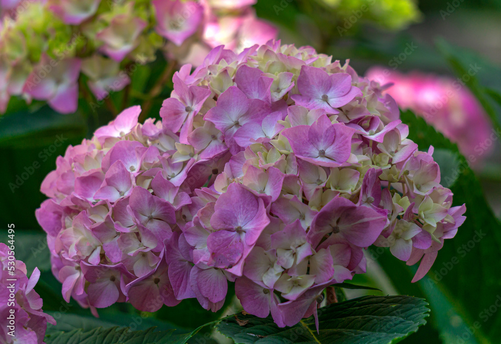 Beautiful pink hydrangea flowers in the summer garden. Beautiful pink hydrangea flowers in the summer garden.
