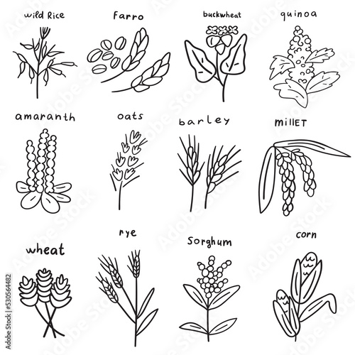 Cereals. Collection of outline icons. Vector illustrations on white background.