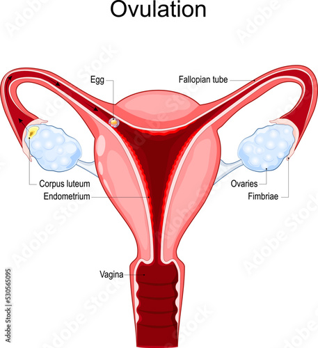 Ovulation. Human uterus with Vagina, Corpus luteum, Fallopian tube,  endometrium