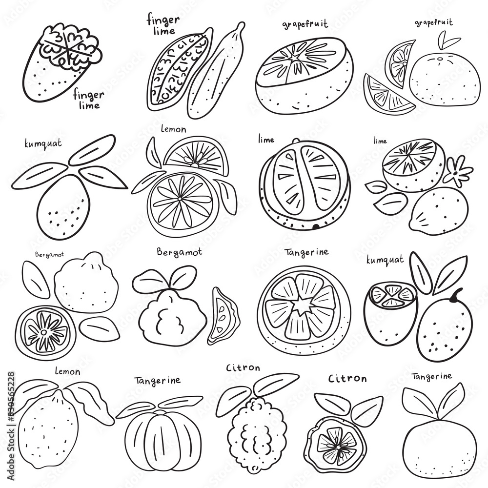 Collection of citrus. Vector hand drawn outline icons on white background. Collection of citrus. Vector hand drawn outline icons on white background.