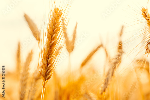 Print op canvas Wheat field sunset golden background