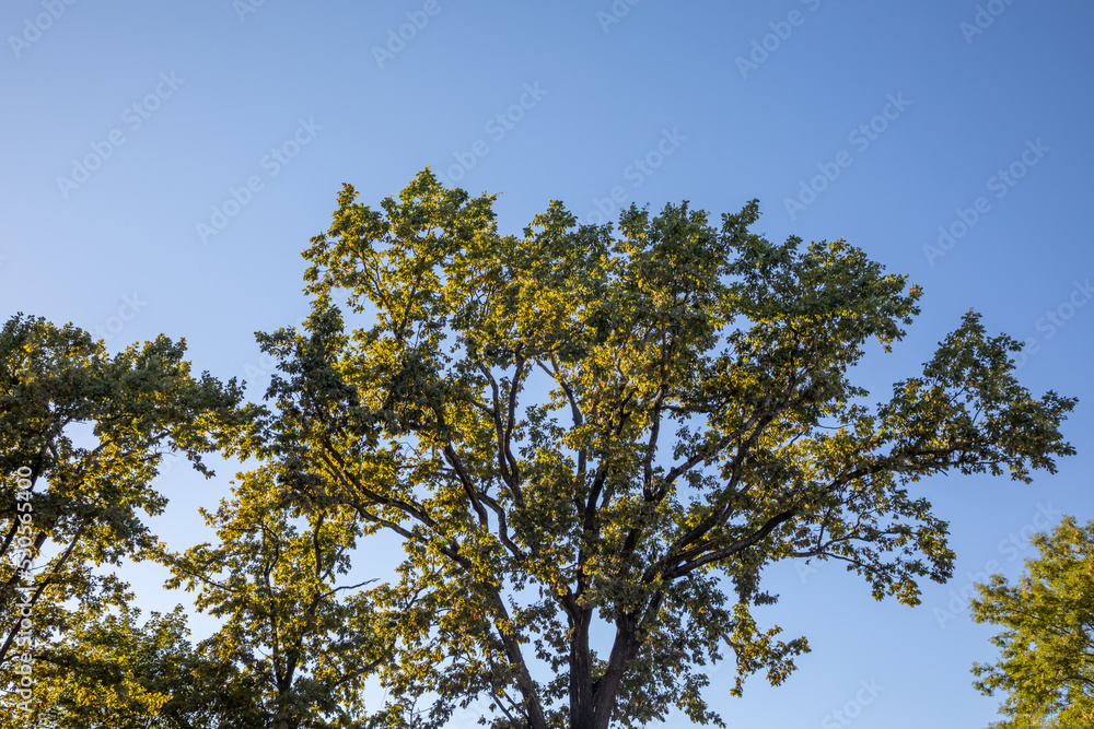Oak tree in a sunset in autumn un Jurmala, Latvia Oak tree in a sunset in autumn un Jurmala, Latvia
