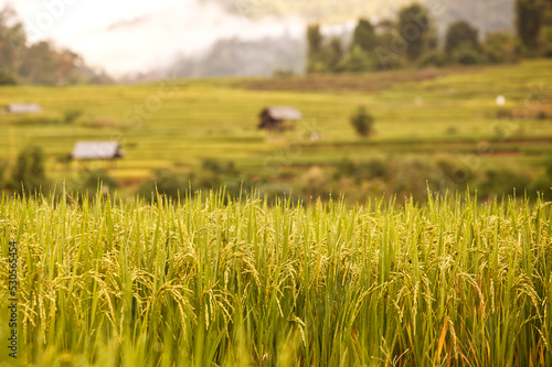 Yellow rice paddy in morning light with rice fields and shelters in the background from Thailand.