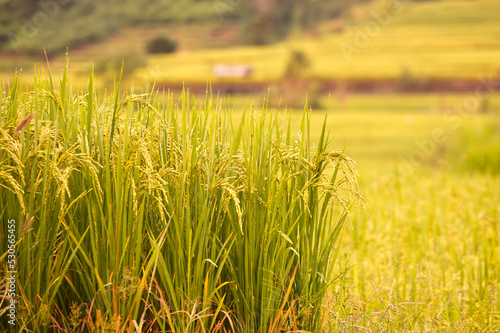 Close-up of yellow rice paddy with rice fields in the background from Thailand.