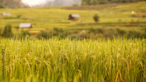 Yellow rice paddy in morning light with rice fields and shelters in the background from Thailand.