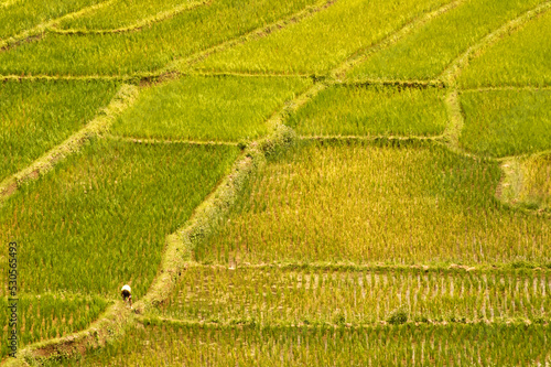 The scenery of textured green rice fields in natural light from Thailand.