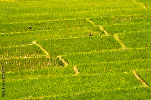 Texture of green rice plants in rice fields with farmers who are working in the fields from Thailand.