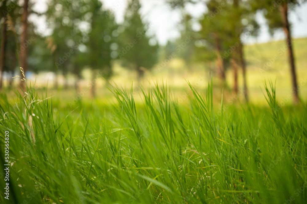 Looking Through Thick Grasses With Pines In The Distance Looking Through Thick Grasses With Pines In The Distance