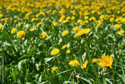 yellow dandelions in the grass © Anna