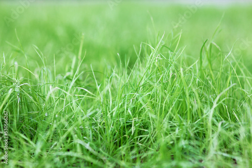 background grass green season